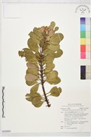 藏品(山欖、樹青)的圖片