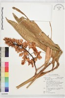 藏品(月桃、艷山姜、玉桃)的圖片