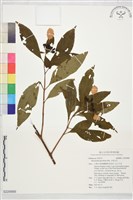 藏品(玉葉金花)的圖片