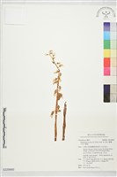 藏品(高士佛上鬚蘭、泛亞上鬚蘭)的圖片