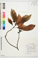 藏品(琉球九節木)的圖片