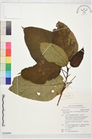 藏品(牛乳榕)的圖片