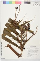 藏品(蘭嶼山檳榔、山檳榔)的圖片