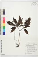 藏品(水冠草)的圖片