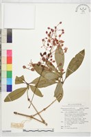 藏品(蘭嶼野牡丹藤)的圖片