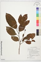 藏品(三葉山香圓)的圖片