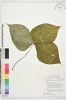 藏品(申跋、油跋、小天南星)的圖片