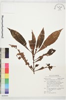 藏品(琉球九節木)的圖片