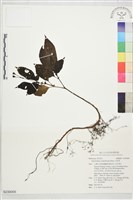 藏品(水冠草)的圖片