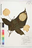 藏品(大葉玉葉金花)的圖片