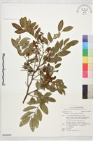 藏品(尖葉木藍)的圖片