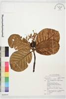 藏品(葛塔德木、欖仁舅)的圖片