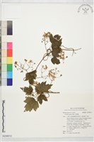 藏品(串鼻龍)的圖片