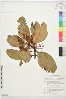 藏品(瓊崖海棠、胡桐)的圖片