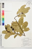 藏品(菲律賓鐵青樹)的圖片