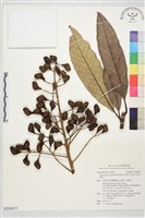 藏品(鈍葉大果漆, 小葉大果漆)的圖片