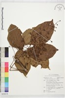 藏品(茄苳、重陽木)的圖片