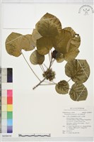 藏品(圓葉血桐)的圖片