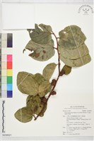 藏品(鈍葉毛果榕)的圖片