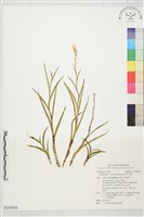 藏品(燕子石斛)的圖片