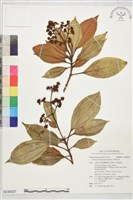 藏品(大野牡丹)的圖片