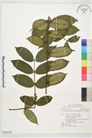 藏品(圓葉雞屎樹、斜基粗葉木)的圖片