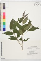 藏品(柯氏雞屎樹)的圖片