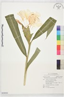 藏品(野薑花、穗花山奈)的圖片