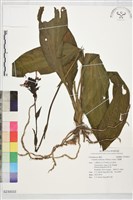 藏品(白鶴蘭)的圖片