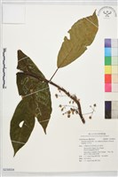 藏品(水冬瓜)的圖片