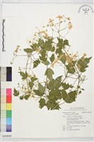 藏品(串鼻龍)的圖片