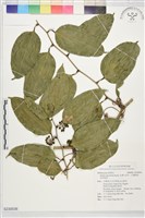 藏品(台灣土茯苓、台灣菝契、馬甲菝契)的圖片