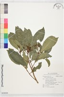 藏品(樹杞)的圖片