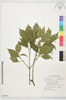 藏品(大丁黃)的圖片