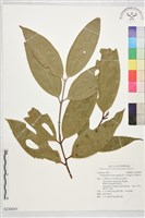 藏品(牡丹葉桂皮)的圖片