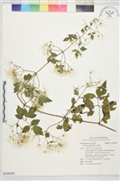 藏品(串鼻龍)的圖片