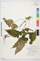 藏品(圓果秋海棠)的圖片