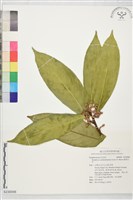 藏品(銹葉灰木)的圖片