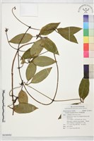 藏品(厚葉鐵線蓮)的圖片