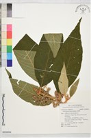 藏品(鬼紫珠)的圖片