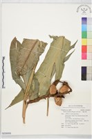 藏品(烏來月桃、大輪月桃)的圖片