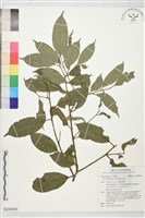 藏品(華氏冬青)的圖片