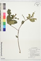 藏品(台灣楊桐)的圖片