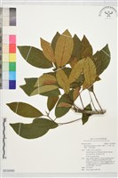 藏品(九重吹、九丁樹、脈葉榕、大葉九重吹)的圖片