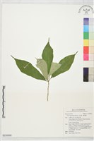 藏品(天仙果、臺灣榕)的圖片