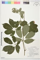 藏品(石月、橢圓葉石月)的圖片