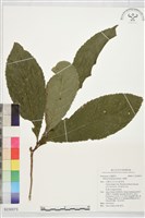 藏品(山龍眼)的圖片