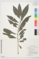 藏品(小葉樹杞)的圖片