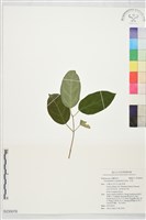 藏品(大青)的圖片