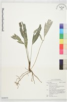 藏品(山棕)的圖片